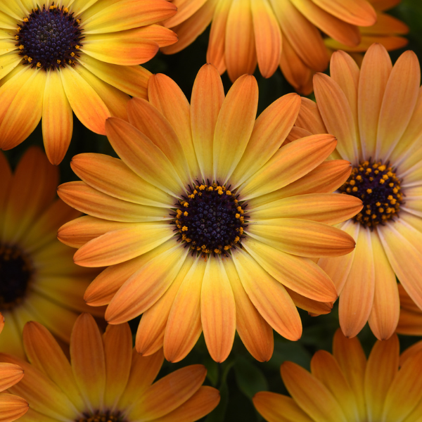 Osteospermum ecklonis 'Sunshine Beauty'