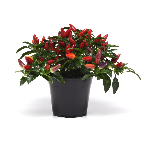Ornamental Pepper capsicum annuum 'Acapulco Multicolor'