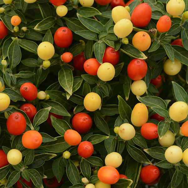 Ornamental Pepper capsicum annuum 'Hot Pops Yellow'