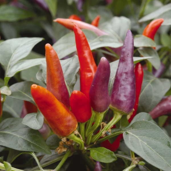 Ornamental Pepper capsicum annuum 'Masquerade'