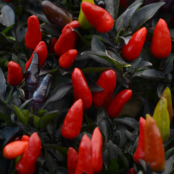 Ornamental Pepper capsicum annuum 'Midnight Fire'