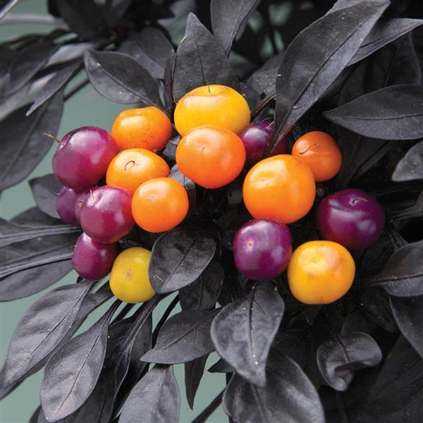 Ornamental Pepper capsicum annuum 'Onyx Orange'