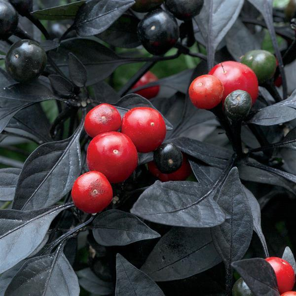 Ornamental Pepper capsicum annuum 'Onyx Red'