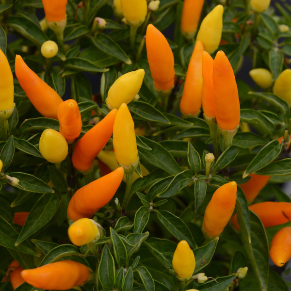 Ornamental Pepper capsicum annuum 'Sedona Sun'