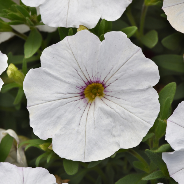 Petchoa hybrida 'EnViva White'