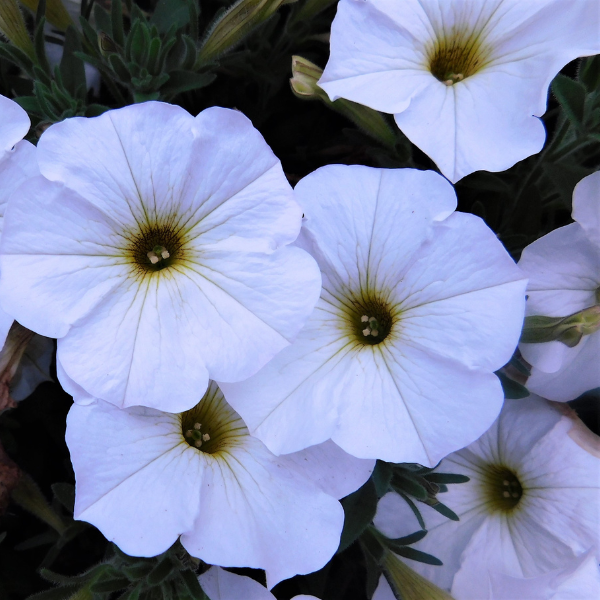 Petchoa hybrida 'SuperCal Premium Pearl White'
