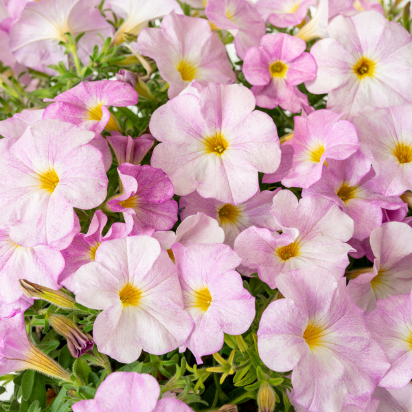 Petchoa hybrida 'SuperCal Premium Pink Mist'