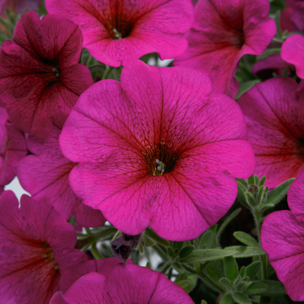 Petchoa hybrida 'SuperCal Premium Purple Dawn'