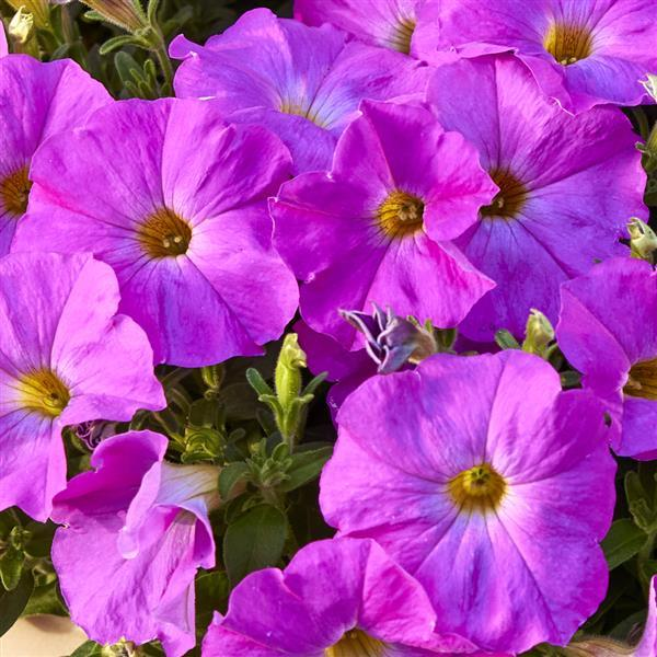 Petchoa hybrida 'SuperCal Premium Rose Pink'