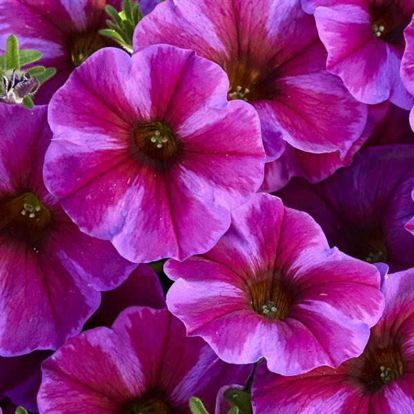 Petchoa hybrida 'SuperCal Premium Rose Star'