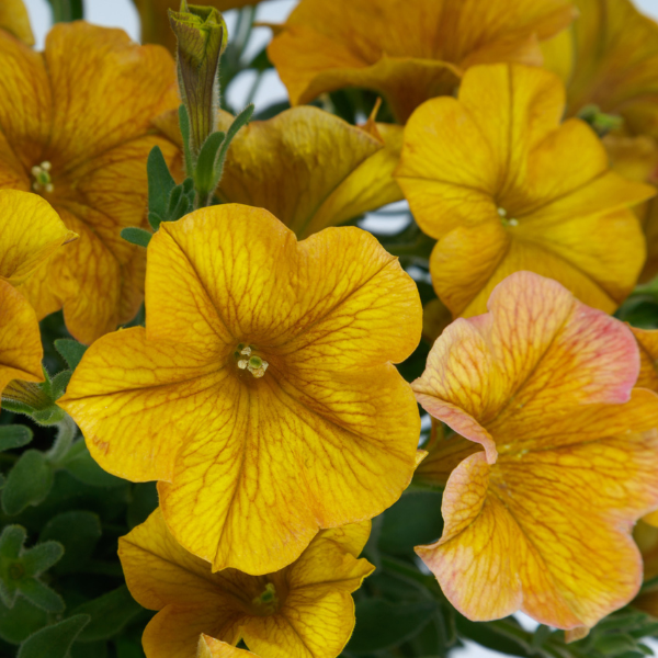 Petchoa hybrida 'SuperCal Premium Yellow Sun'