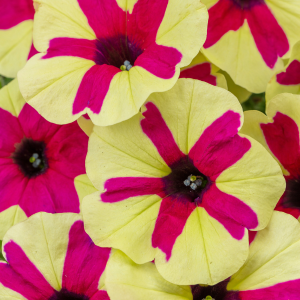 Petunia hybrida 'Big Deal Fingerpaint'