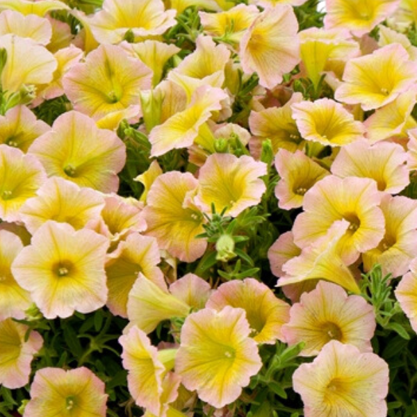 Petunia hybrida 'Blanket Lemon Glow'