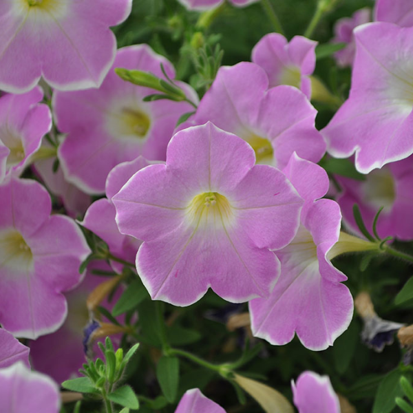 Petunia hybrida 'Blanket Pink Frost'