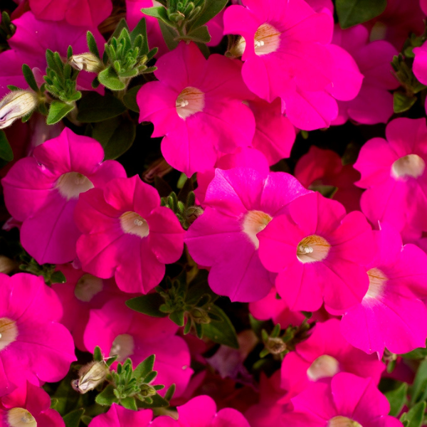 Petunia hybrida 'Blanket Rose'