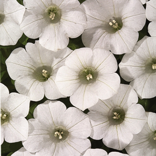 Petunia hybrida 'Blanket White'