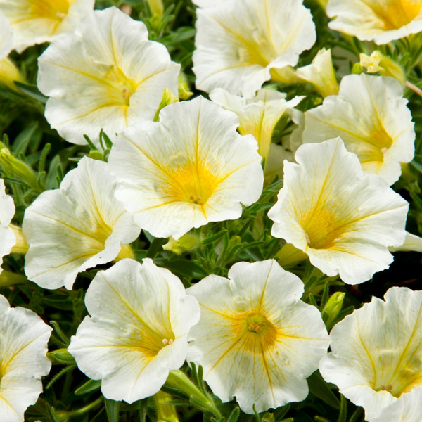 Petunia hybrida 'Blanket Yellow'