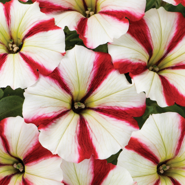 Petunia hybrida 'Crazytunia Cherry Cheesecake'