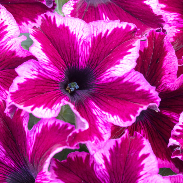 Petunia hybrida 'Crazytunia Cosmic Pink'