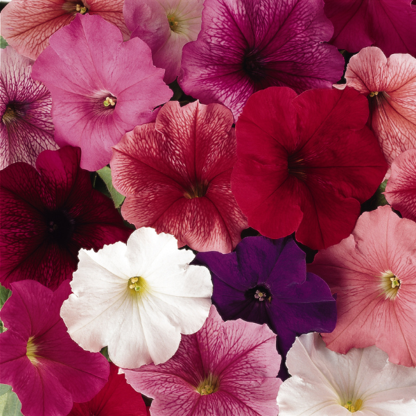 Petunia hybrida 'Madness Total Mix'