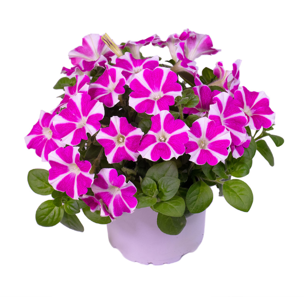Petunia hybrida 'Crazytunia Pink Bride'