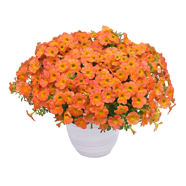 Petunia hybrida 'Flower Shower Golden Harvest'
