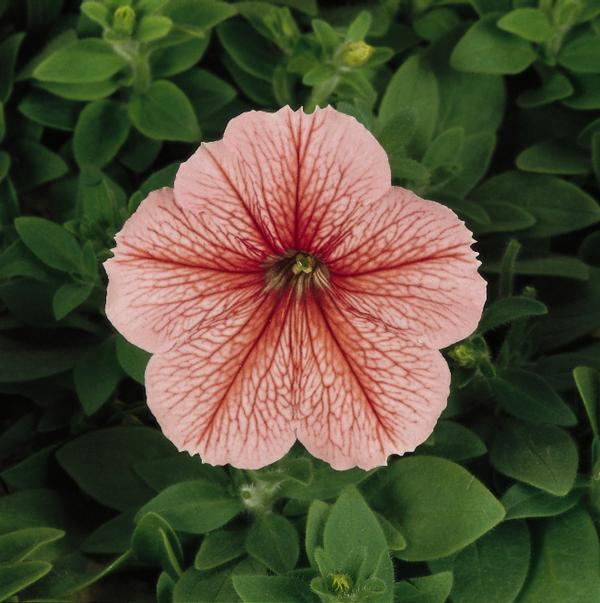 Petunia hybrida 'Madness Spring'