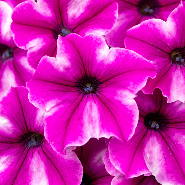 Petunia hybrida 'Flower Shower Patrick Star'
