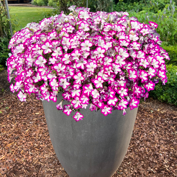 Petunia hybrida 'Flower Shower Ringo Star'