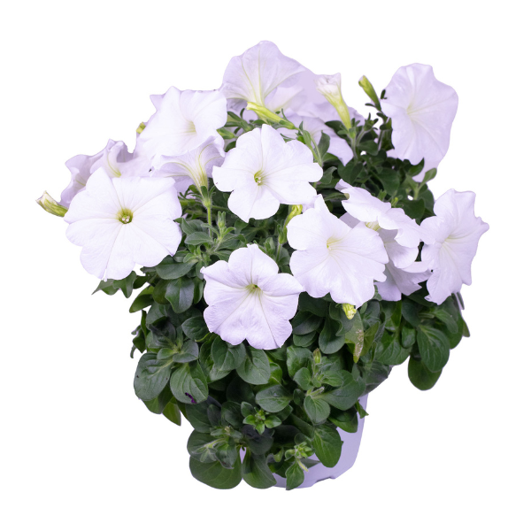 Petunia hybrida 'Flower Shower White'