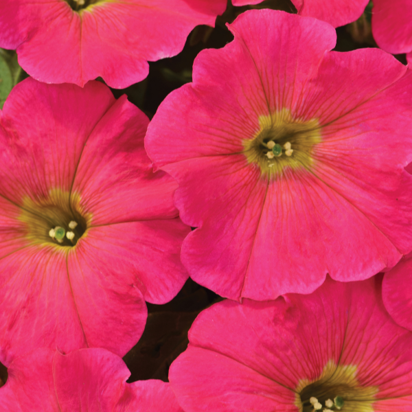 Petunia hybrida 'Hells Flamin' Rose'