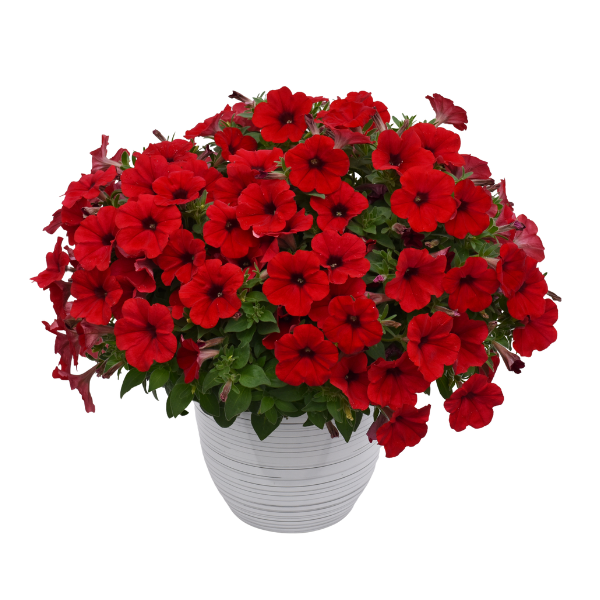 Petunia hybrida 'Hells The Red'