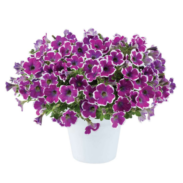 Petunia hybrida 'Hippy Chick Violet'
