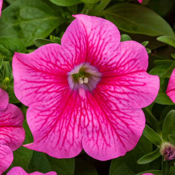 Petunia hybrida 'Sanguna Mega Hot Pink'
