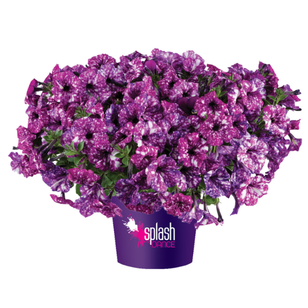 Petunia hybrida 'Splash Dance Purple Polka'