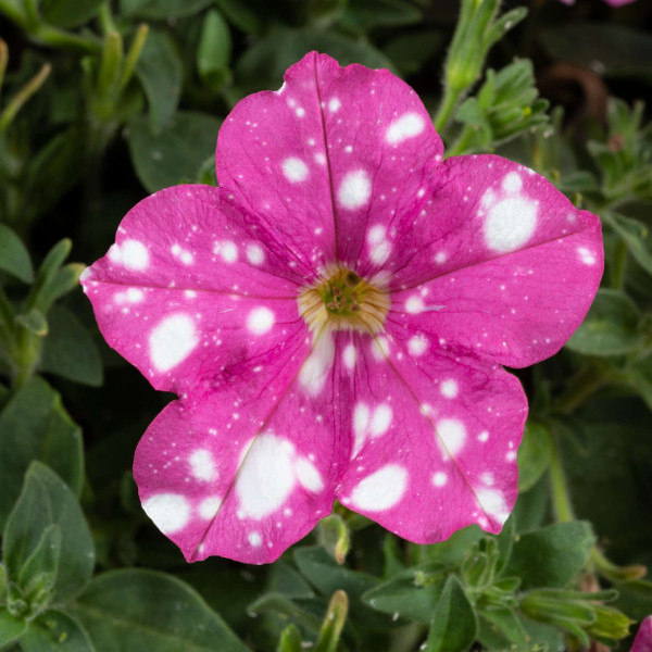 Petunia hybrida 'Splash Dance Rumba Rose'