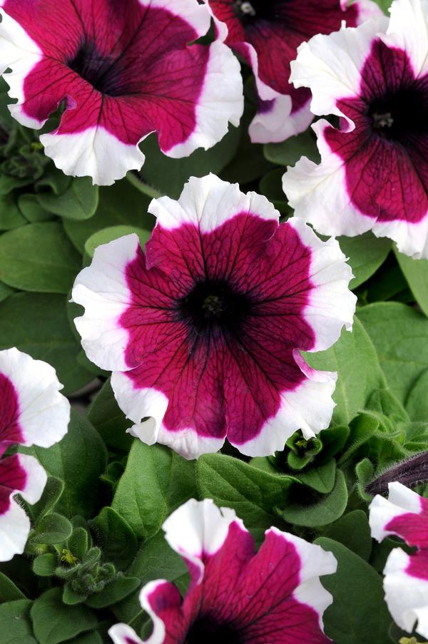 Petunia hybrida 'Dreams Burgundy Picotee'