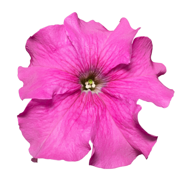 Petunia hybrida 'Surfinia XXL Taffy Pink'