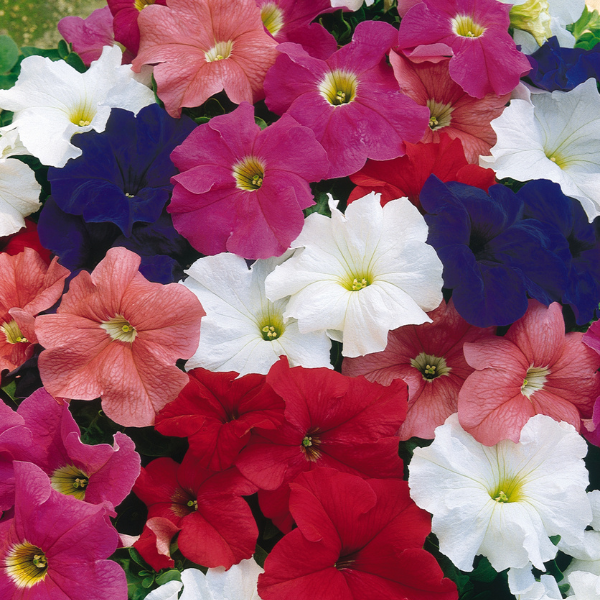 Petunia hybrida 'Dreams Mix'