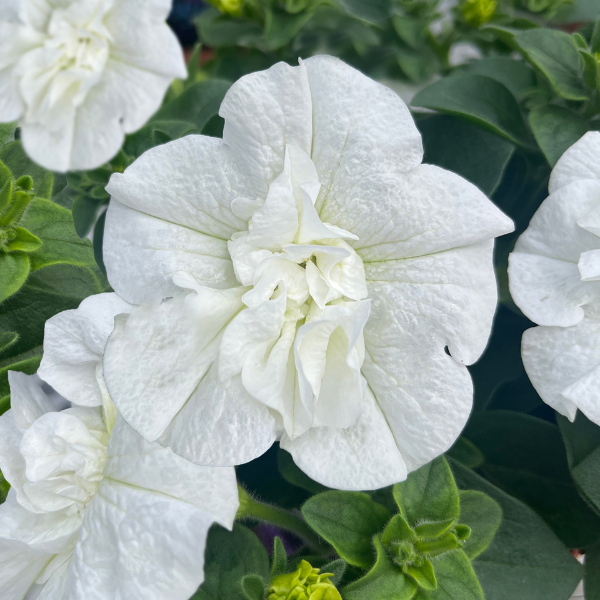 Petunia hybrida 'SweetSunshine White'