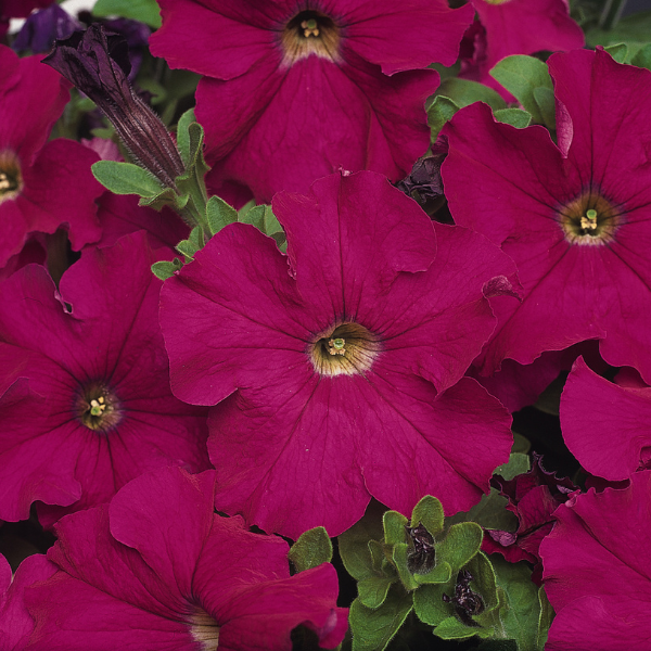 Petunia hybrida 'Dreams Neon Rose'