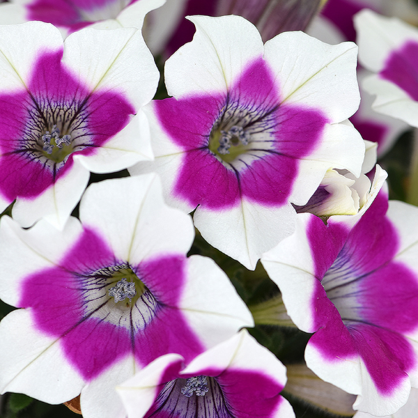 Petunia hybrida 'Zoom! Purple'