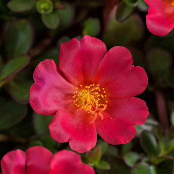 Portulaca oleracea 'Mega Pazzaz Dark Pink'