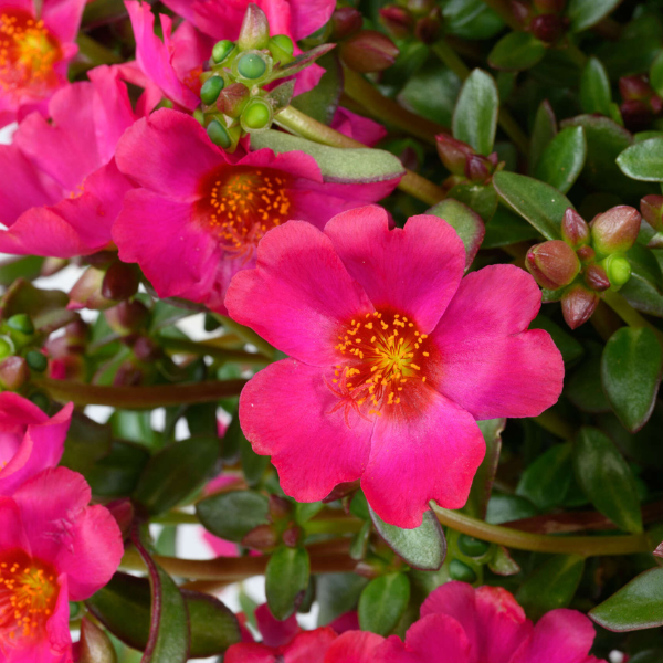 Portulaca oleracea 'Mega Pazzaz Fuchsia'