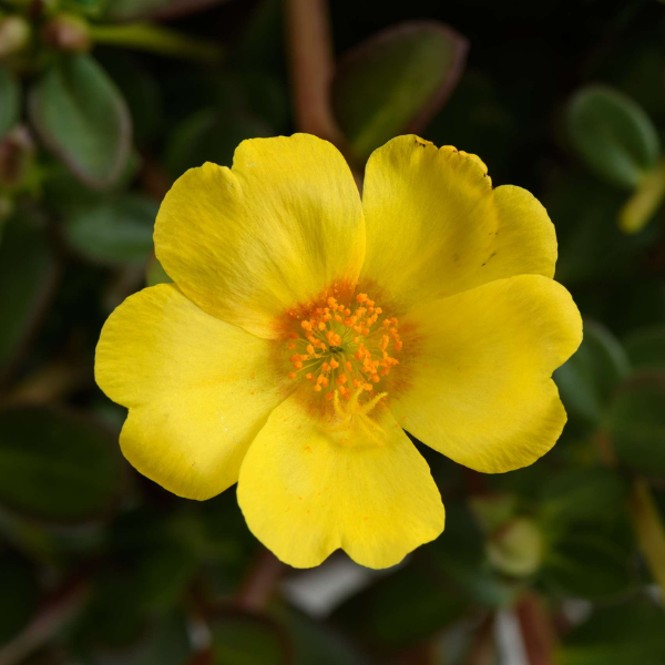 Portulaca oleracea 'Mega Pazzaz Gold'