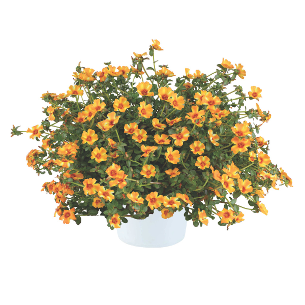 Portulaca oleracea 'Mega Pazzaz Mango Twist'