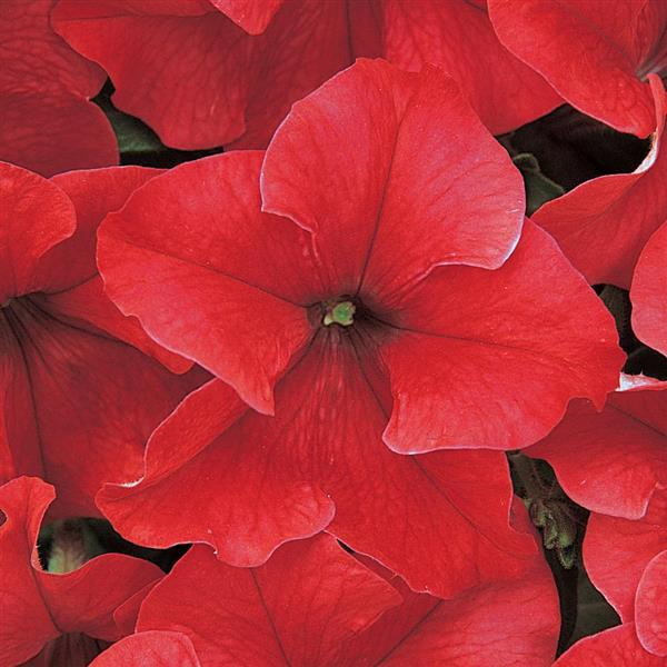 Petunia hybrida 'Dreams Red'