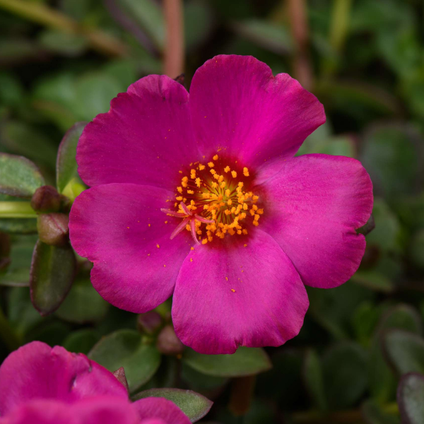 Portulaca oleracea 'Mega Pazzaz Purple'