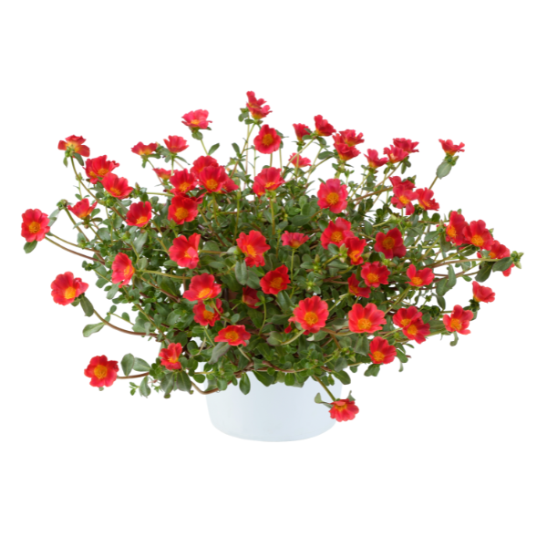 Portulaca oleracea 'Mega Pazzaz Red'