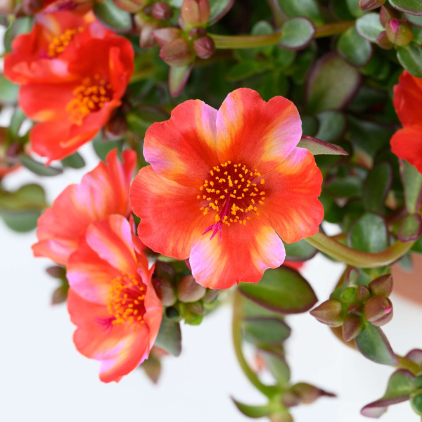 Portulaca oleracea 'Mega Pazzaz Tropical Twist'
